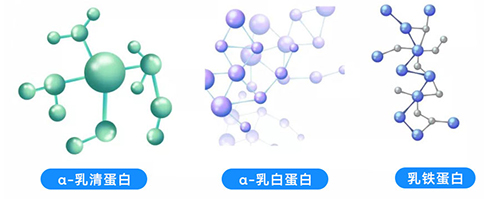 乳清蛋白 乳清蛋白