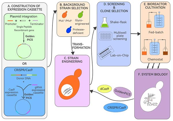 毕赤酵母生产重组蛋白流程图